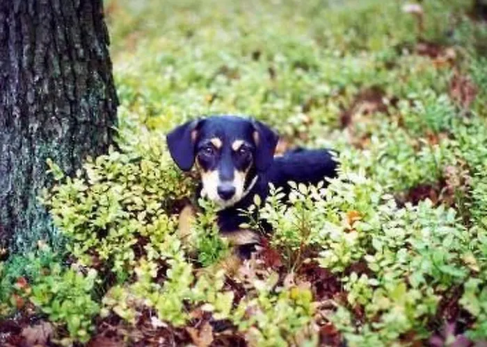 Apartman U Semushky 3 By Interhome *