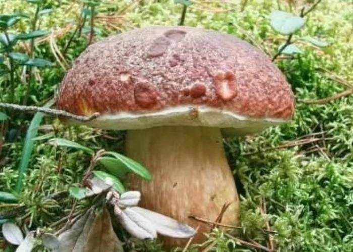 Apartman U Semushky 3 By Interhome *